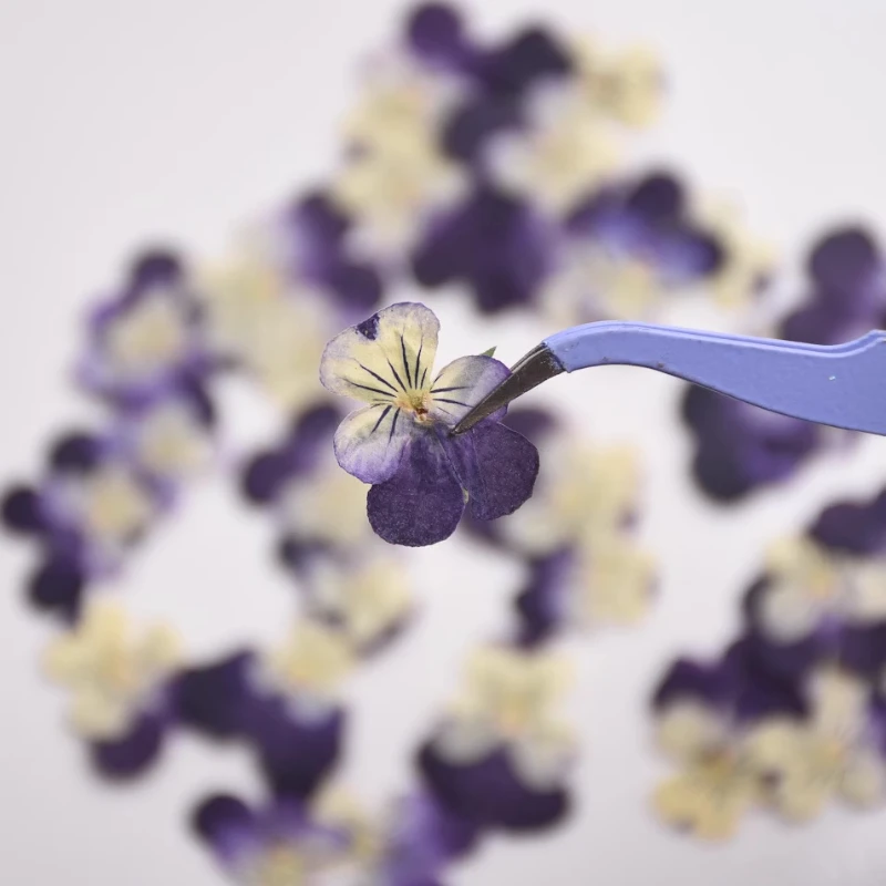 Herbal Wellness Drops - 2-3cm/24pcs,nature Pressed Two-color Gradual Herb Trinity